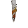 Parabraccia Aknosom