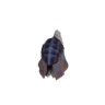 Velociprey Helm
