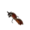 Lanciatore coccinella