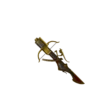 Royal Order's Crossbow