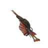 Pręgowana skorupa+